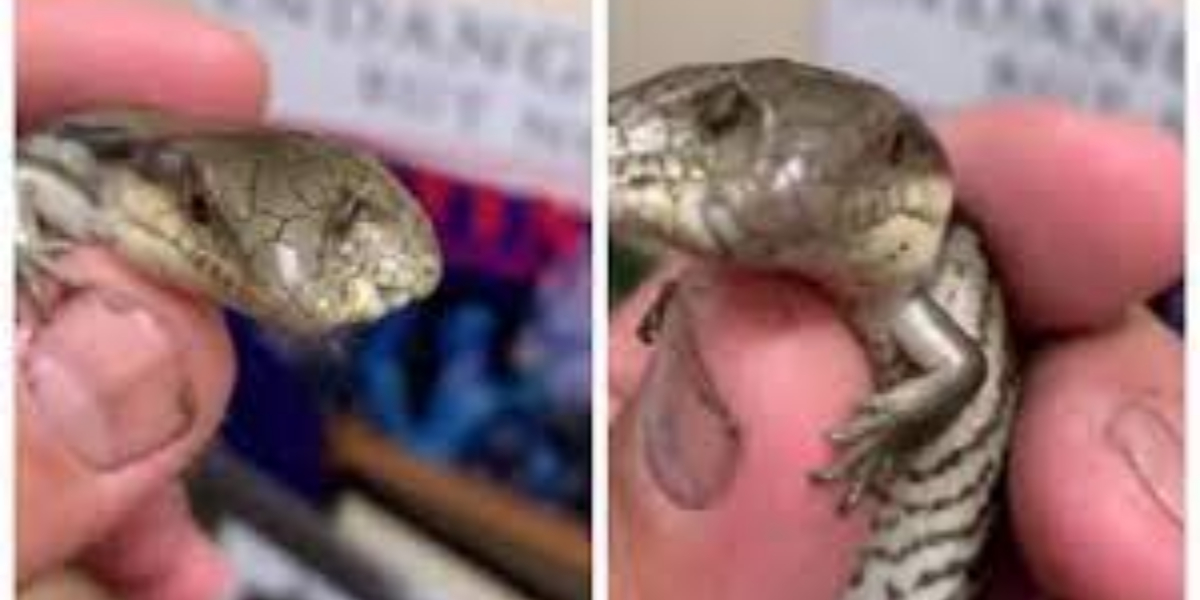 Rare two-headed blue tongue lizard