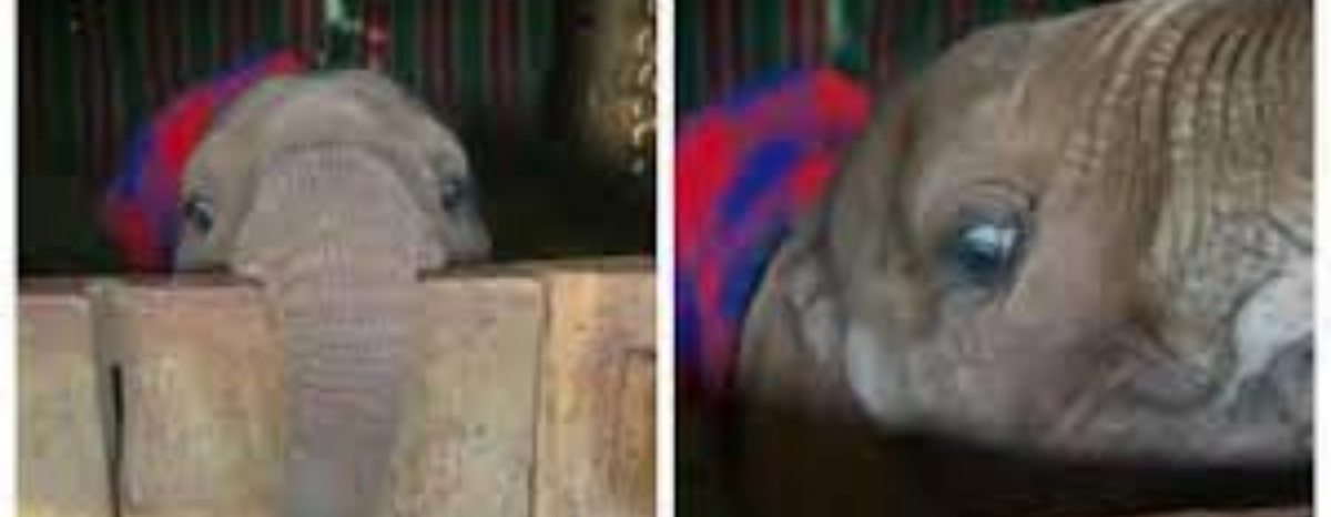 Baby elephant’s adorable peekaboo is the cutest thing on the internet