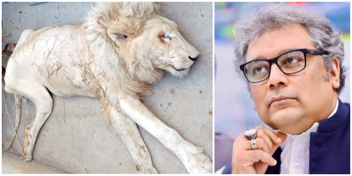 Ali Zaidi chides Sindh govt for dilapidated condition of Karachi Zoo