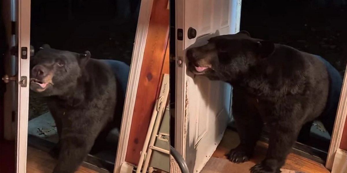 Bear close the front door on woman’s request goes viral