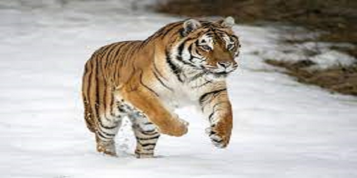 Watch: Tiger slowly cross the road in Khammam district