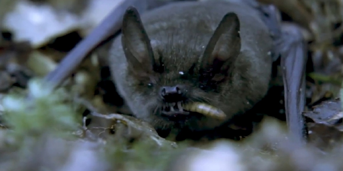 New Zealand: Long-tailed bat wins the contest of Bird of the Year