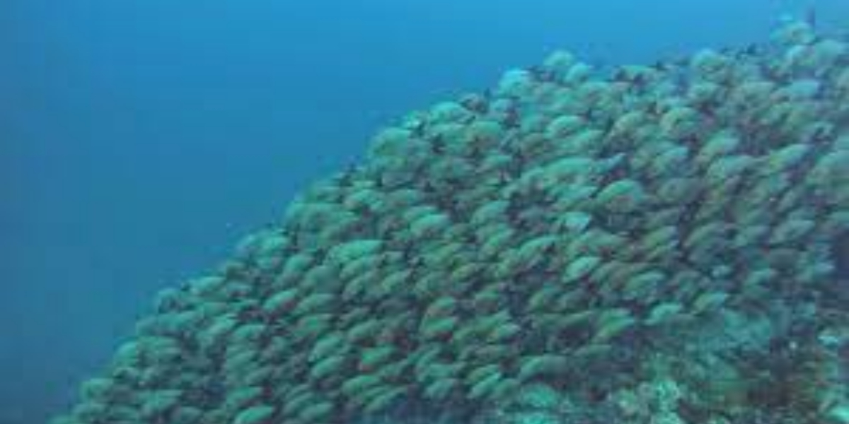 Mercury pollutant reaches deepest parts of ocean: study