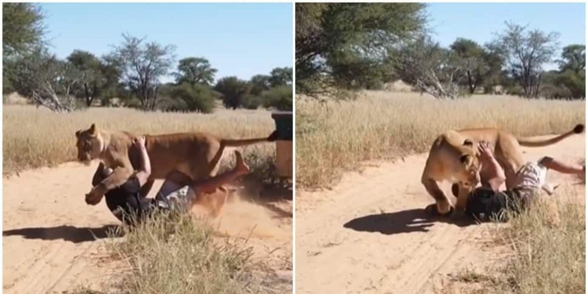 Viral Video: A lioness jumps on a man after opening the cage door, see what happen next