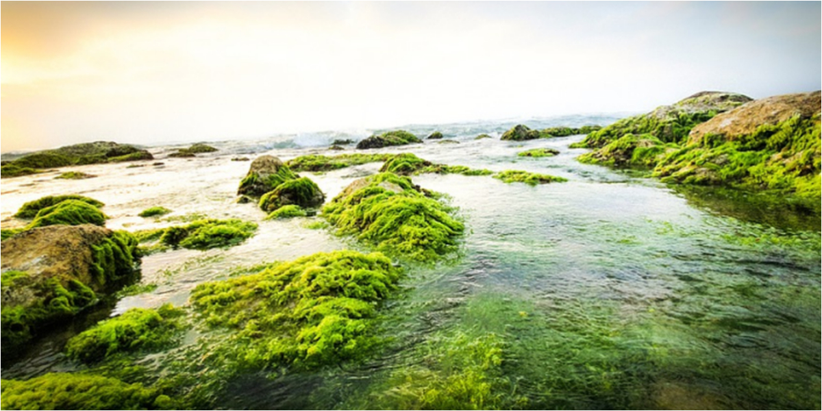 Israeli researchers develop ways to harvest electrical current from seaweed