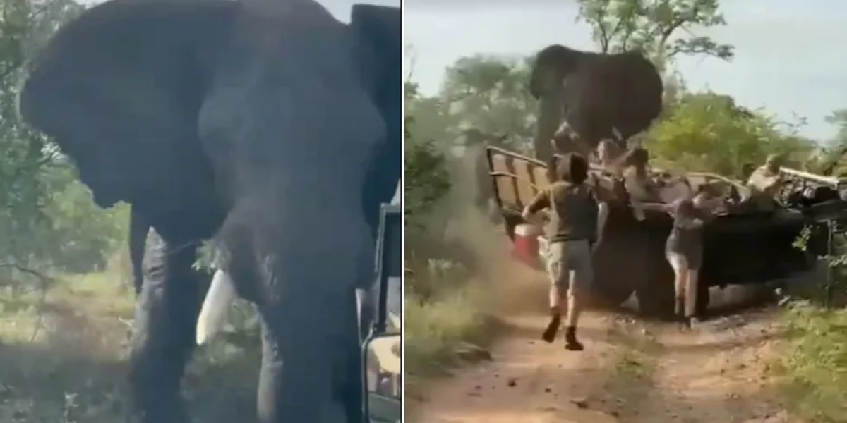 Watch: horrific video of an elephant attacking a safari truck