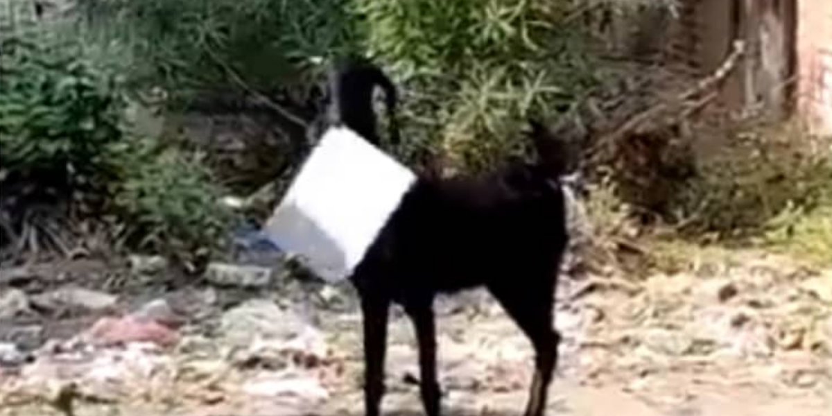 A man chases a goat as it escapes with office files in viral video
