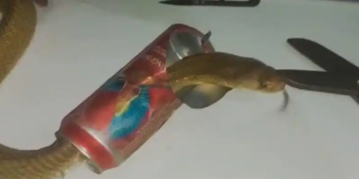 Watch: How experts save the Cobra's Head which gets stuck in beer-can