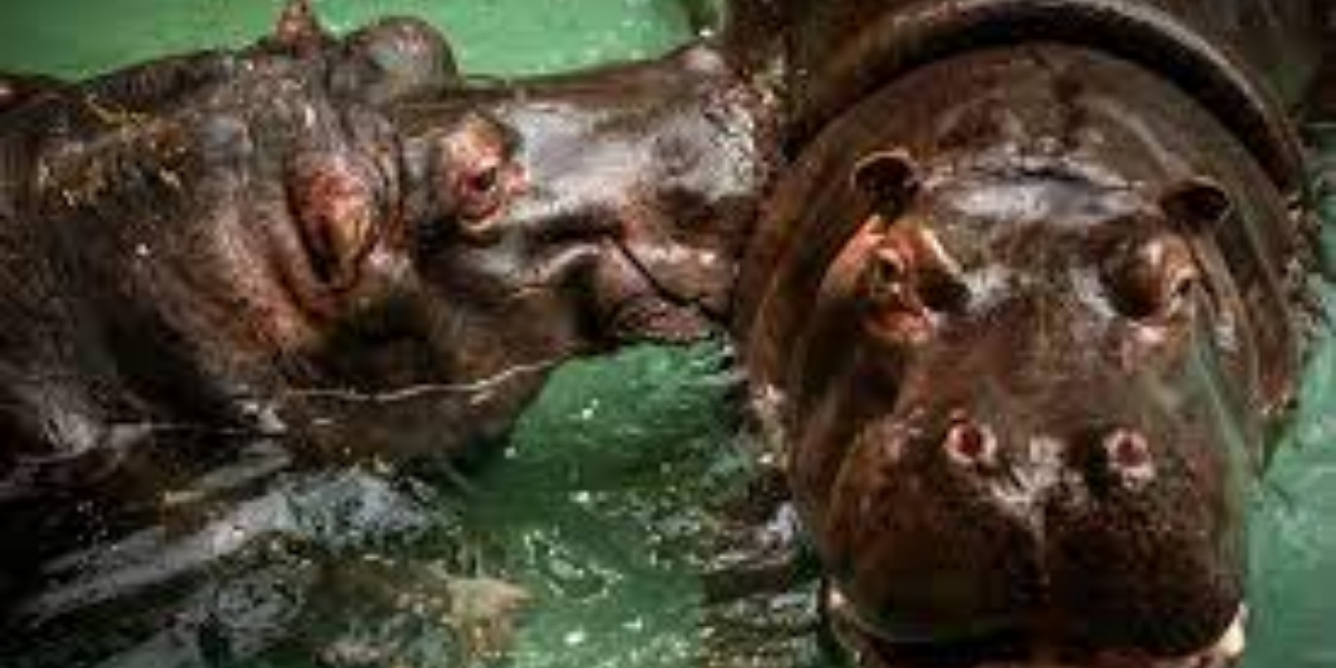 Hippos from Belgian zoos have tested positive for Covid