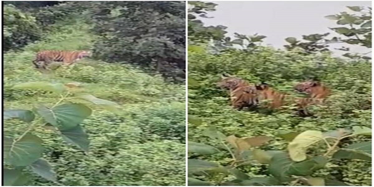 Mother tiger return to check her cub’s captures netizen hearts