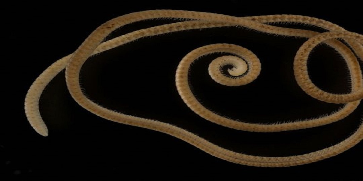 millipede