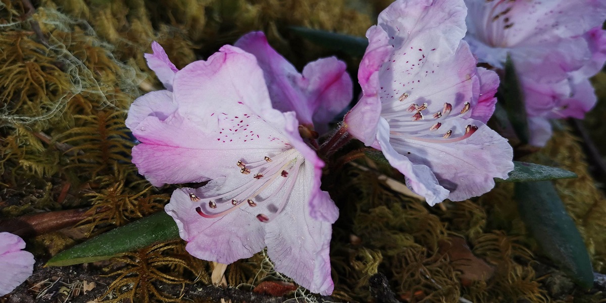 endangered plant species