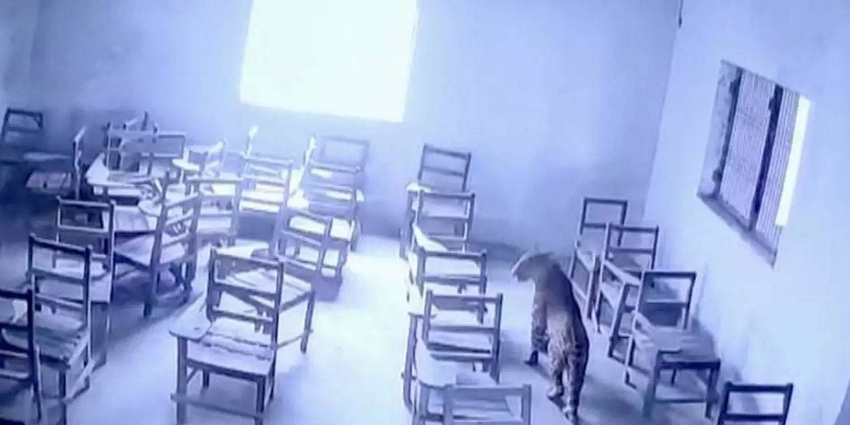 Watch video: Leopard attack students in Aligarh College