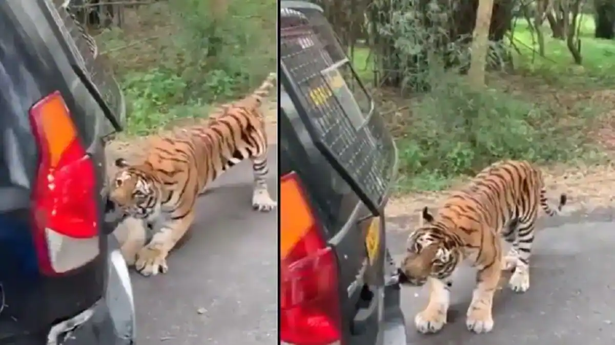 Tiger pulls car