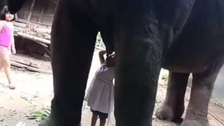Girl Drinks Milk From Elephant