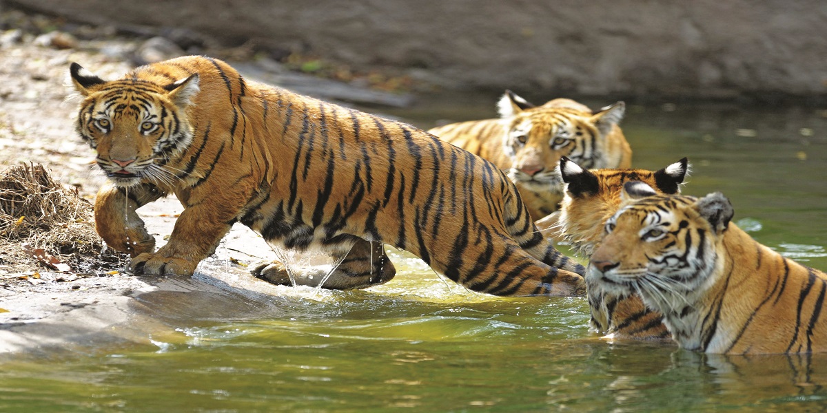 tiger