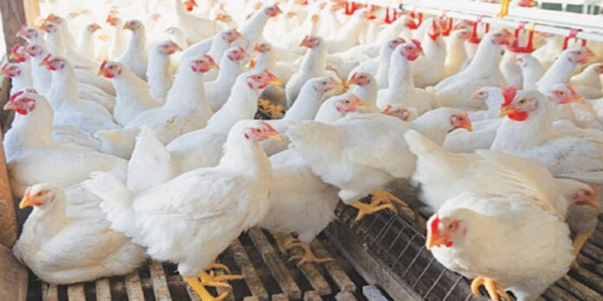 Poultry