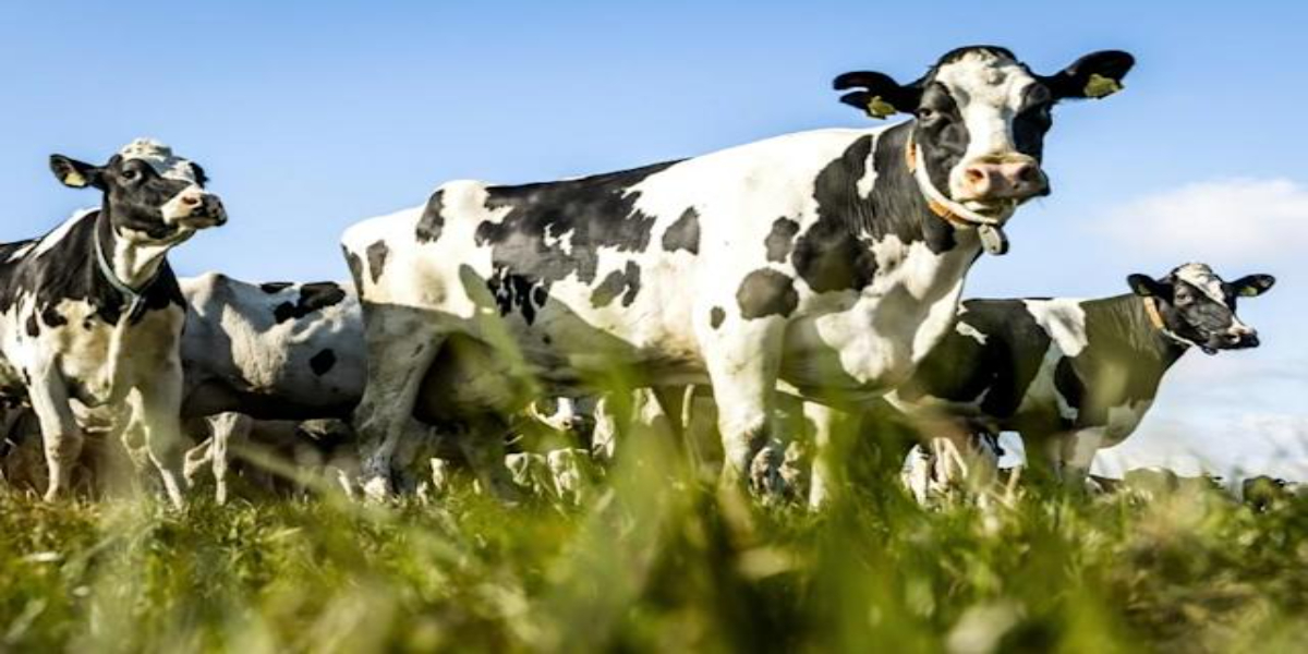 Dutch cow