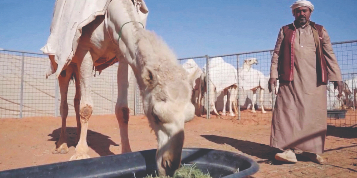 camels