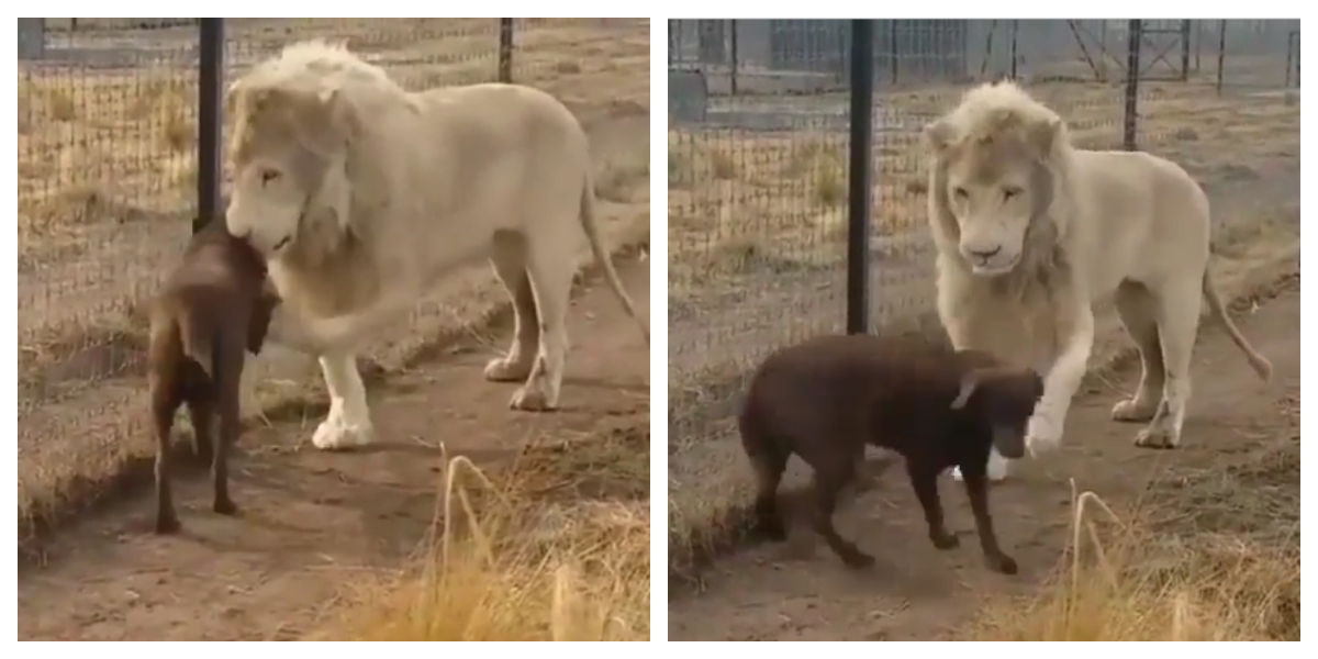 Lion and Dog