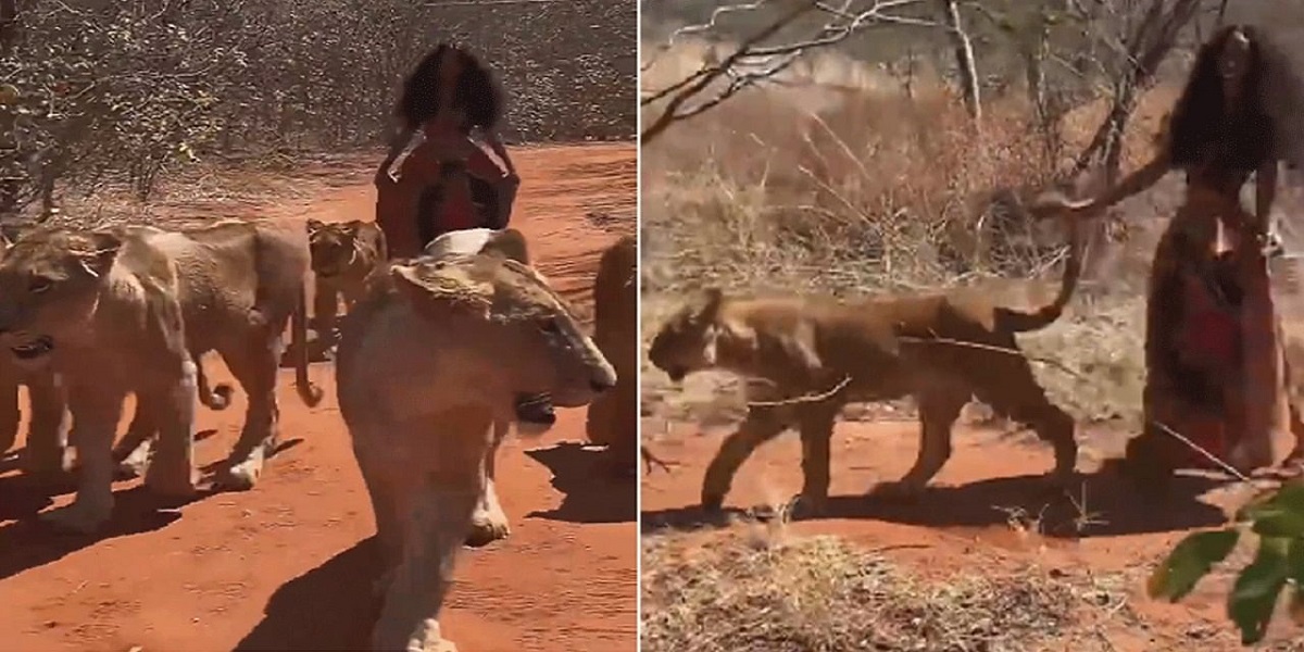 lions