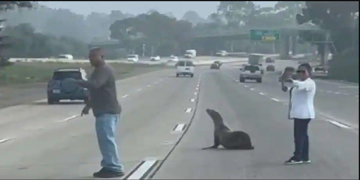 sea lion