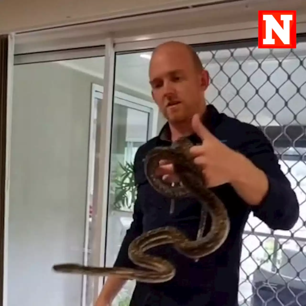 snake