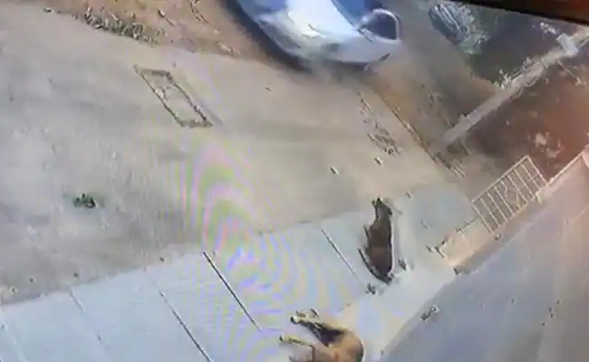 Dog Run Over By Audi