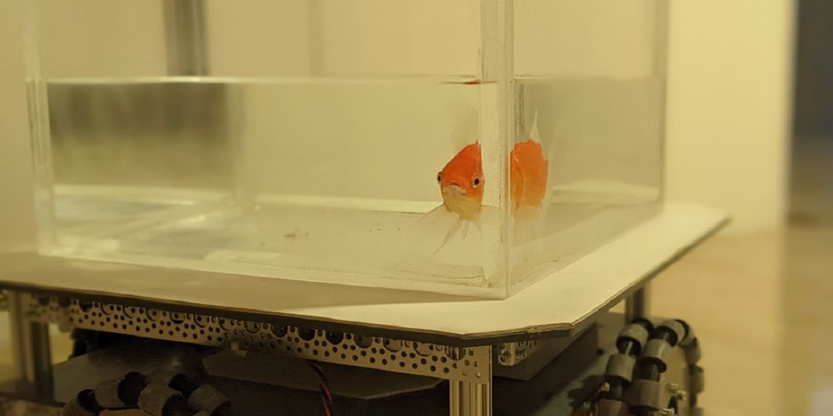Goldfish