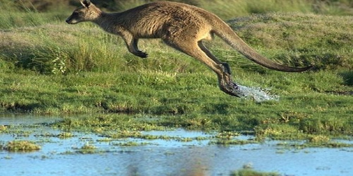 kangaroo