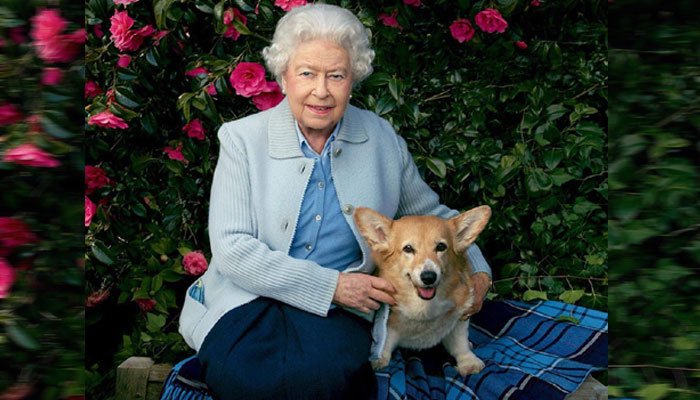 Queen Elizabeth DOG