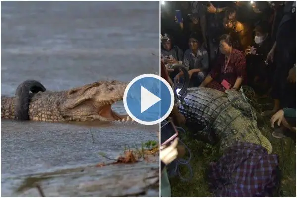 crocodile