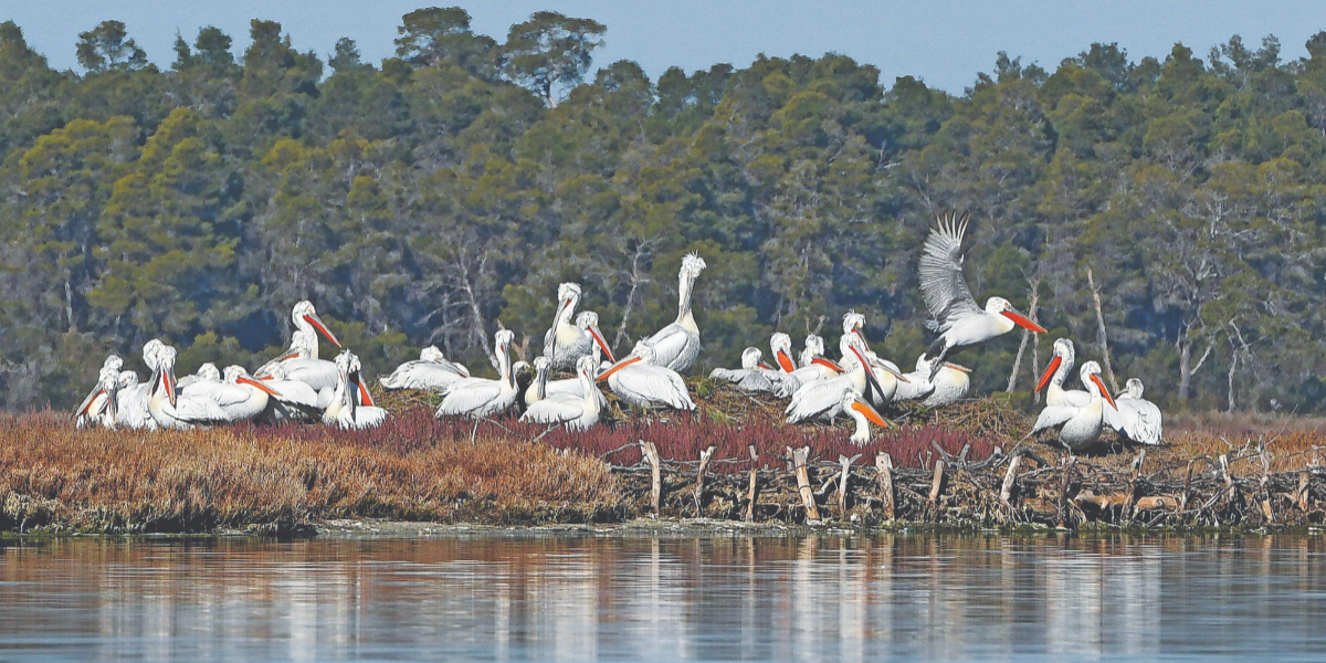 flamingos