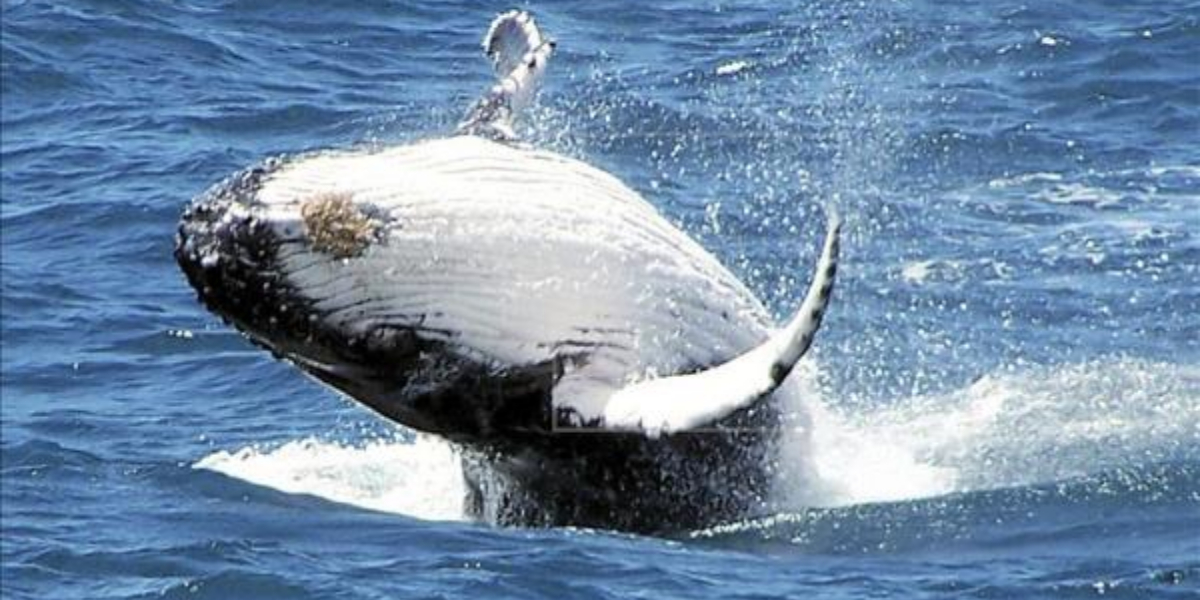 marine life