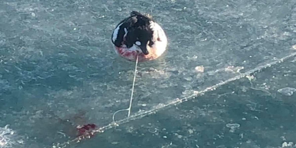 duck stuck