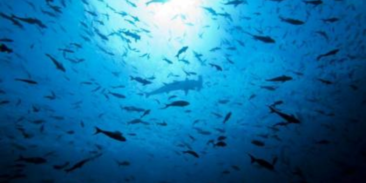 France summit seeks action on ocean protection