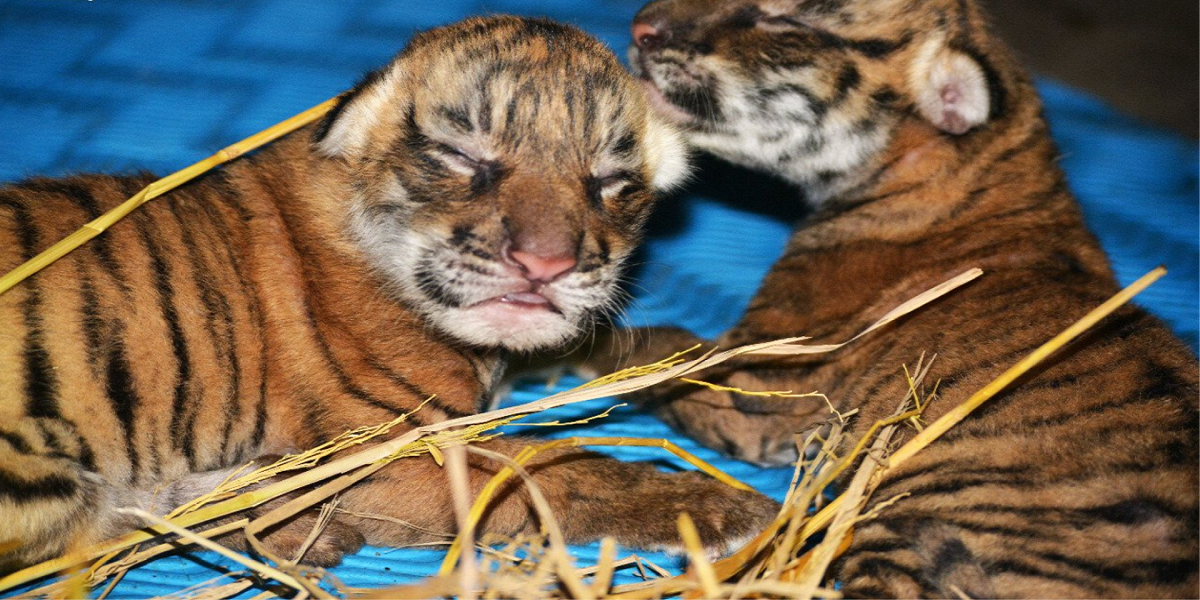 tiger