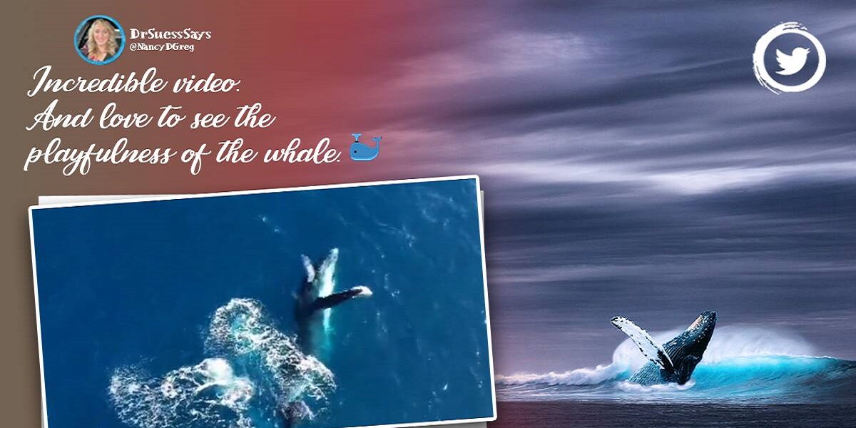 dolphin