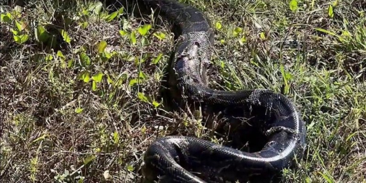 Burmese python