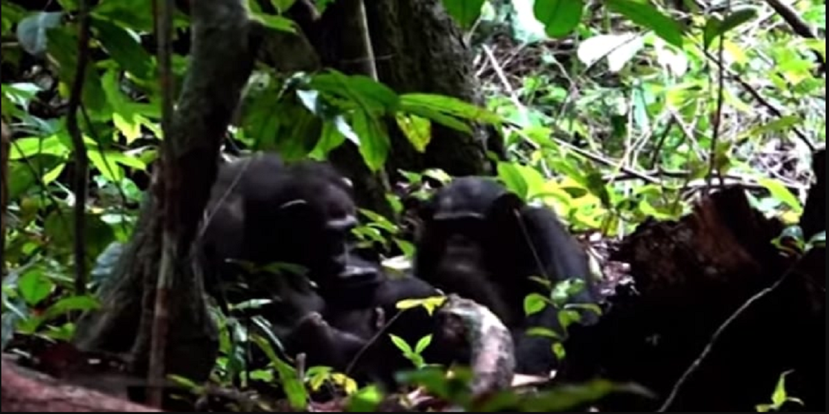 Chimpanzee