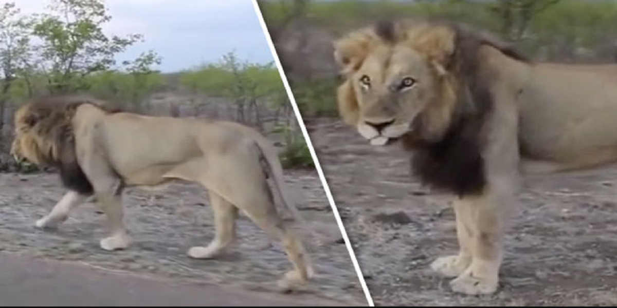 lioness