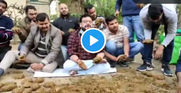 Cow Dung