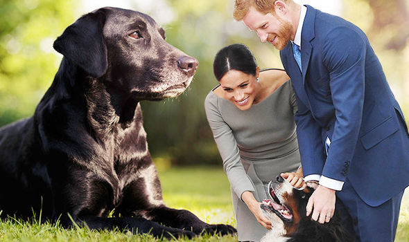Prince Harry