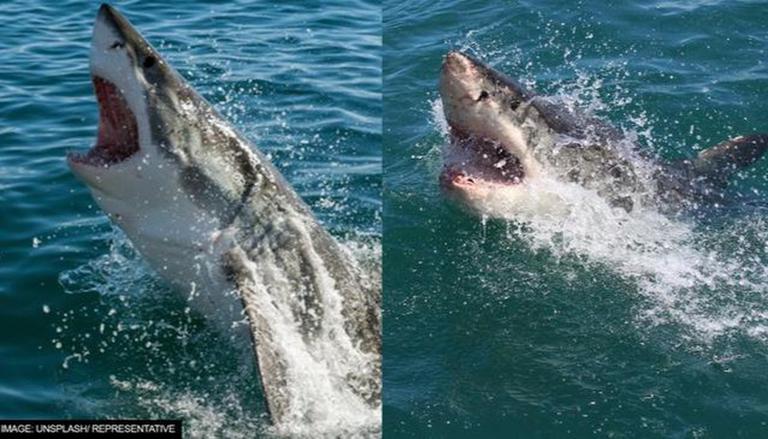 Shark Attack Australia