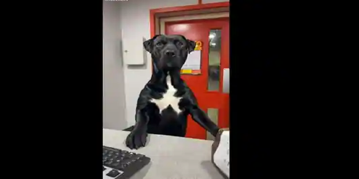 Doggo appears