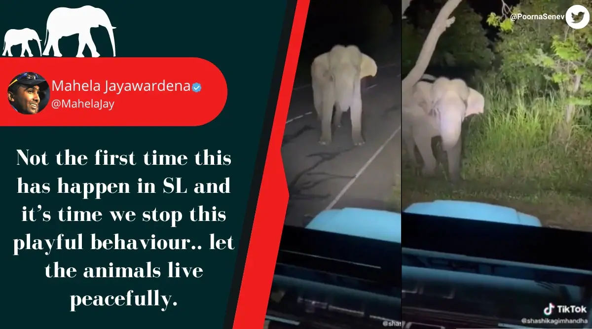 harassing wild elephant