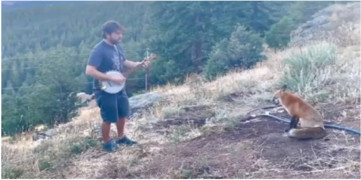 banjo