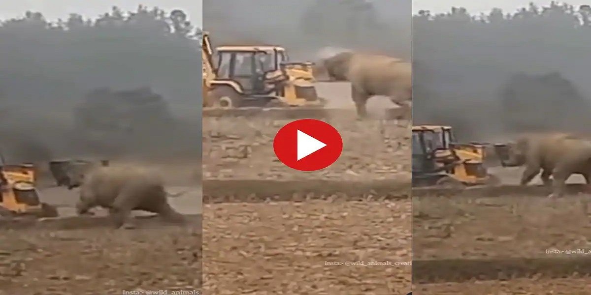 elephant fighting