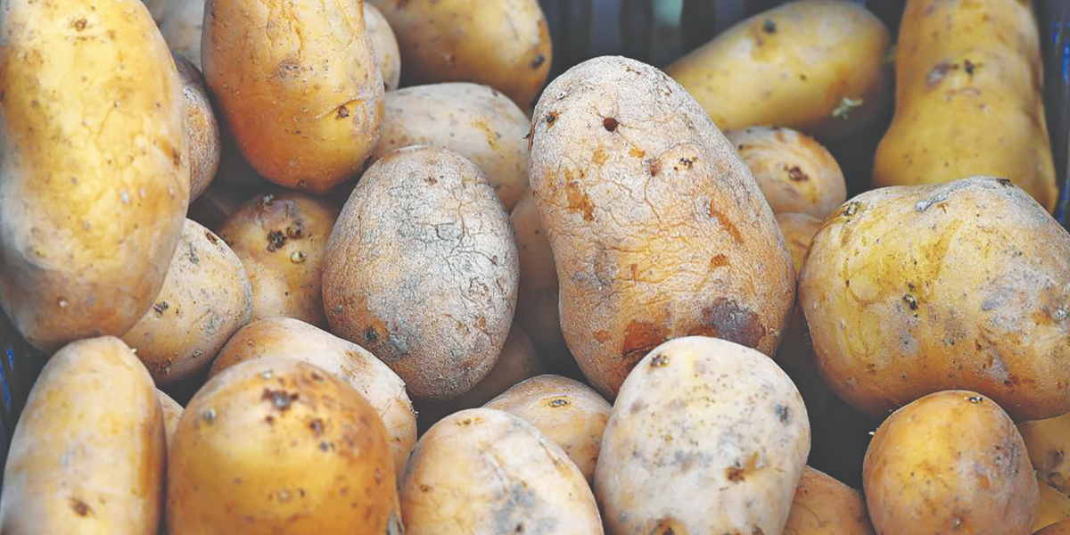 kenya potato