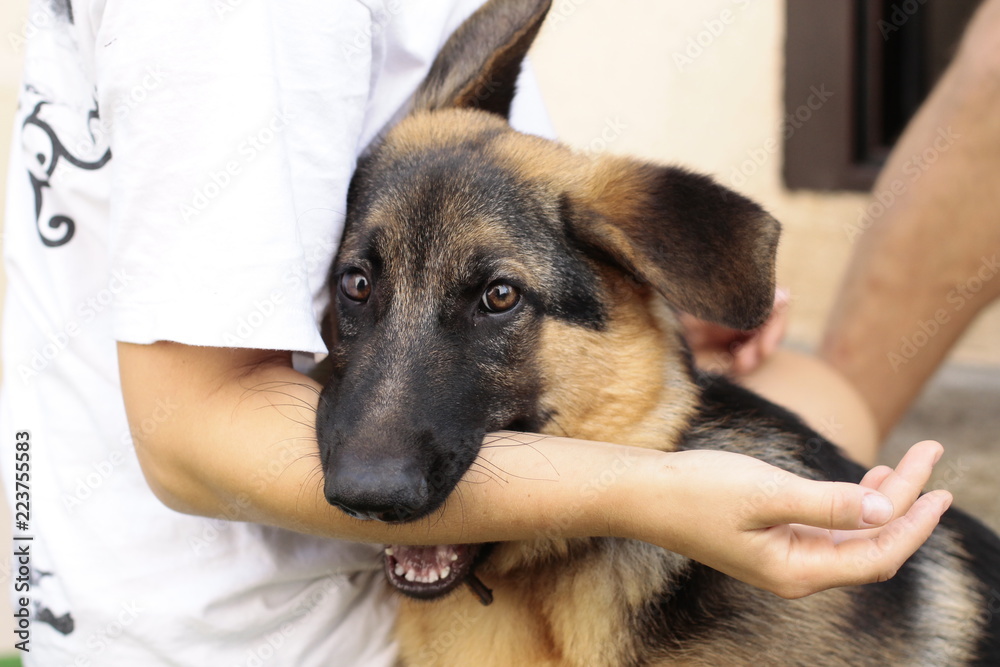 Dogsitter